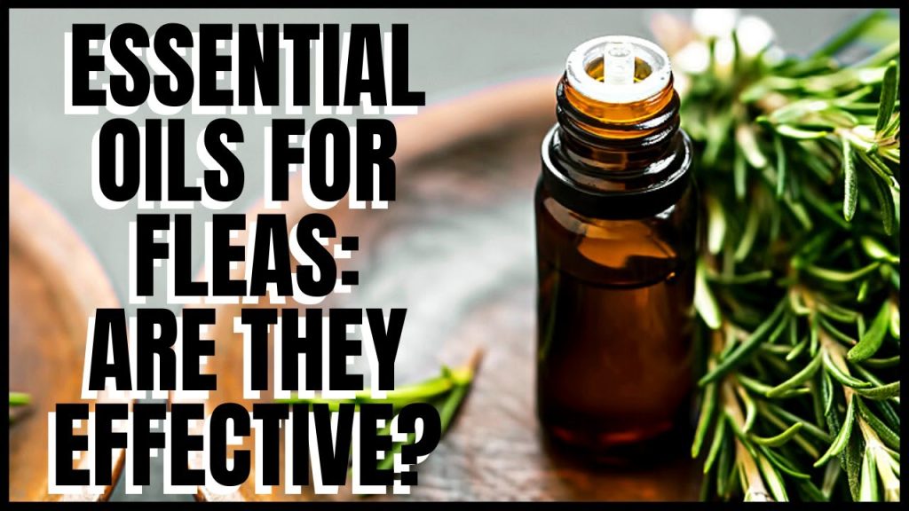 How to use essential oils to kill fleas